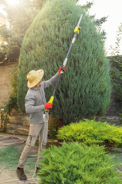 Best Sod Installation  in Cooper, TX
